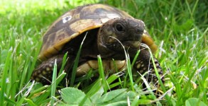 Griechische Landschildkröte